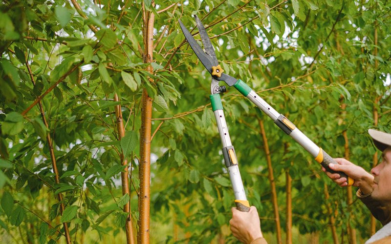 Tree trimming in Guaynabo, PR